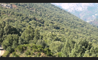 le foreste da patrimonio a risorsa creiamo la filiera del legno