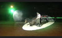 tortol le danze dei cavalli al gal equestre