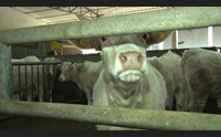 bovini da carne alto oristanese in crisi fiaccati dalla siccit