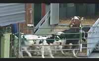 trasporto animale in scadenza i certificati di idoneit decennali