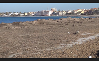 alghero per la posidonia spiaggiata uno studio dell universit