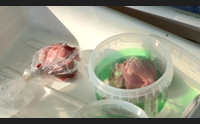 l allarme trichinella l esperto molto pericoloso mangiare carne non sicura