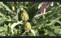 masainas siccit e troppa produzione il carciofo del sulcis in crisi