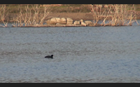 sassari nuova gestione del lago di baratz un oasi di pace da riscoprire