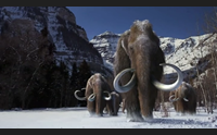 alghero la scoperta dei mammut nani la prova in un osso