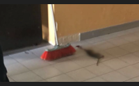monserrato ratti all alberghiero i ragazzi lasciano la scuola