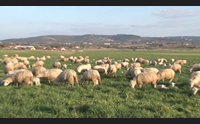 nuove tariffe veterinari pds i rincari un danno per le aziende agricole