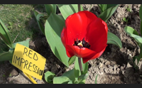 tulipani circoli polari e ambiente ecco la pasquetta in marmilla