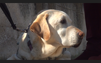alghero il cane del non vedente non pu entrare a scuola