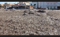 alghero litorali sporchi i balneari pronti a restituire le concessioni