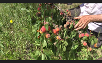 dalla pioggia all estate nuovi guai per gli agricoltori