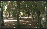 passeggiate nella bellezza ecco san leonardo turismo accessibile
