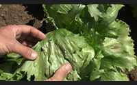 gli effetti dell estate amazzonica danni a vigneti ortofrutta e grano