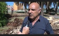 oristano punteruolo rosso via all abbattimento delle palme infette