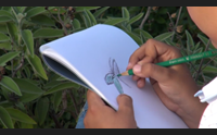 soleminis piccoli botanici crescono i bambini scoprono le erbe officinali