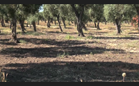 alghero circonvallazione una strada nel cassetto sit in della minoranza