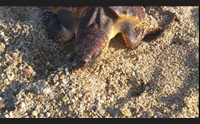 villasimius soccorsa una caretta caretta intrappolata nel nylon