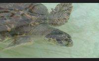 pula tornano nel mare di nora due tartarughe caretta caretta