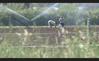 agricoltura i numeri certificano la crisi la cia la ripresa non c