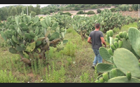 sardara agricoltura e innovazione un fico d inda senza spine