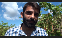 orroli vendemmia a rischio la peronospora minaccia i grappoli d uva