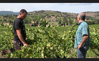 mamoiada le piogge affossano la vendemmia il calo sar del 90