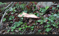 funghi agosto record nel nuorese sar un annata eccezionale