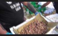 cagliari la sagra del pesce a sant elia un successo che si ripete