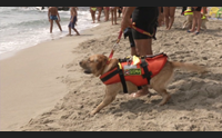 tortol ujn tuffo con i cani da salvamento un gioco per la vita