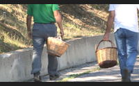 invasione selvaggia in barbagia scoppia la guerra dei funghi