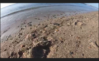 tartarughe uno spettacolo la schiusa delle uova al poetto di quartu