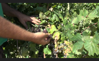 sestu si contano i danni dopo i nubifragi agricoltura in ginocchio