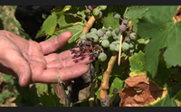 vendemmia trend negativo per la sardegna ma segnali di ripresa