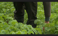 lavoro nero nelle campagne il sommerso