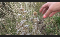 sardegna delle meraviglie ma biodiversit a rischio manca una legge