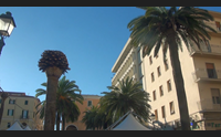 sassari abbattute due palme malate nella storica piazza castello