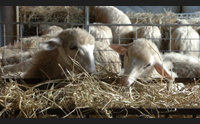 benessere animale sardegna prima nell investimento i suini la nuova sfida