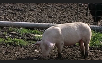 sassari presente e futuro della suinicoltura ecco il pig day 3 0