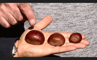 non solo caldarroste le castagne diventano pasta pane birra e dolci