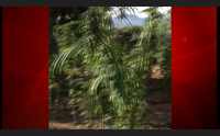 ozieri coltivazioni innovative la canapa sativa per combattere la crisi