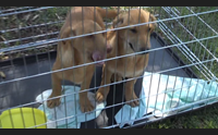 alghero non c posto nel canile i barracelli per salvare i cuccioli