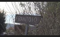 santadi ritorna pane e olio in frantoio una festa di saporti
