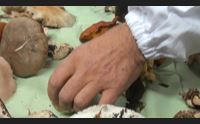 sassari nuove intossicazioni da funghi occhio a quelli sosia