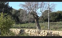 olzai difende la sua biodiversit no alle miniere a s angelo