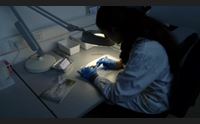 le bonifiche minerarie scoprono un importante alleato l elicriso