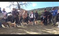 iglesias per sant antonio si rinnova la benedizione degli animali