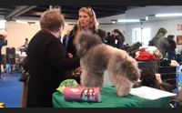cagliari in fiera 1500 cani con pedigree sfilano in passerella