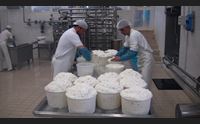 i caseifici riprendono l attivit a nuragus non stafo facile