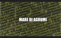 un mare di agrumi per la baronia arriva un marchio territoriale