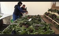 a samassi per la sagra del carciofo fra sapori e tradizioni